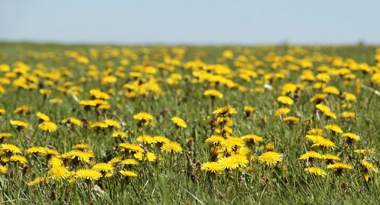 The meadow in its second summer