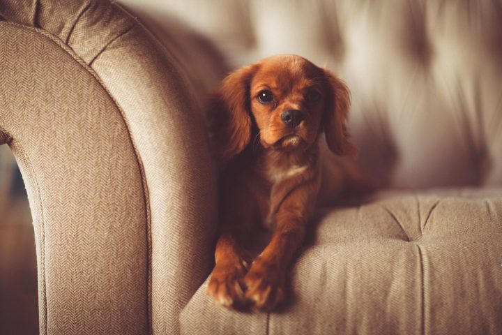 Bramble, Aged Eleven, Finds Her Sofa