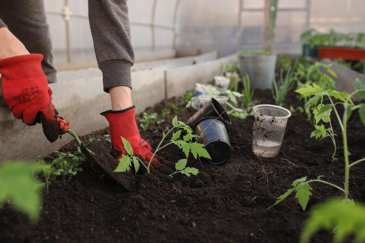 Planting Season Begins in the Ashdale Valley